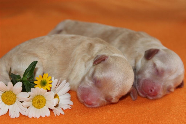 Havaneser Welpen - Tiere - St.Ingbert