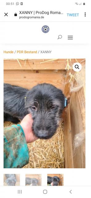 Tolle Welpen, Junghunde & Hundesenioren - Tiere - Unterschleißheim
