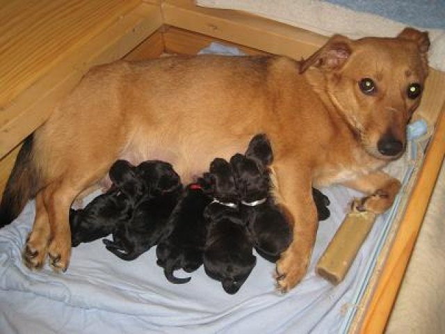 Fünf DaJackPus - Tiere - Berlin