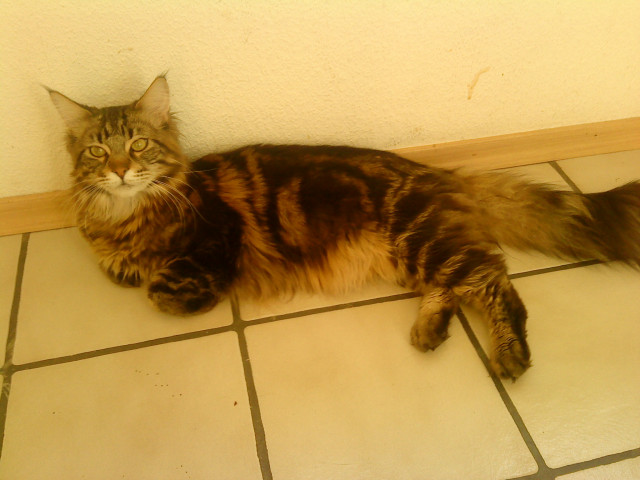 Reinrassiger Main coon Kater geb. Juli 09 sucht eine neue Familie - Tiere - Mosbach