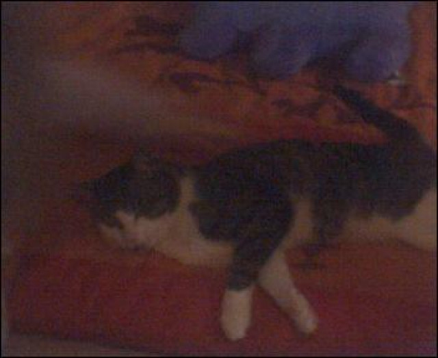 2 Hauskater abzugeben - Tiere - Helmstedt