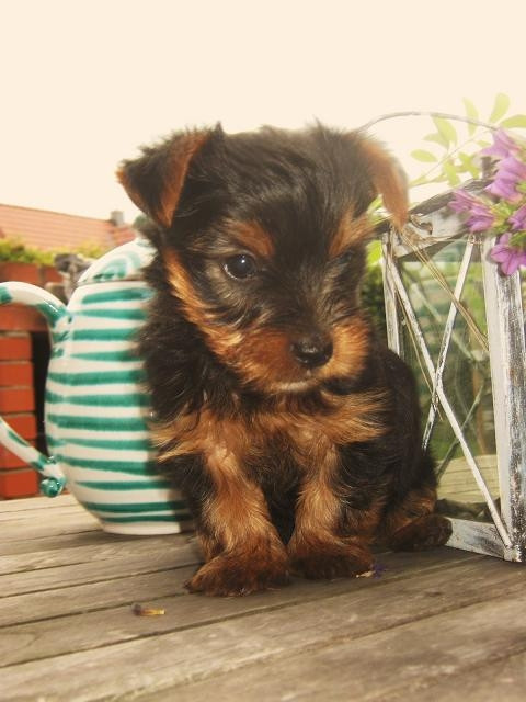 Kleine Yorkshire BUB 8 Wochen an liebe verantwb. Menschen - Tiere - hoya