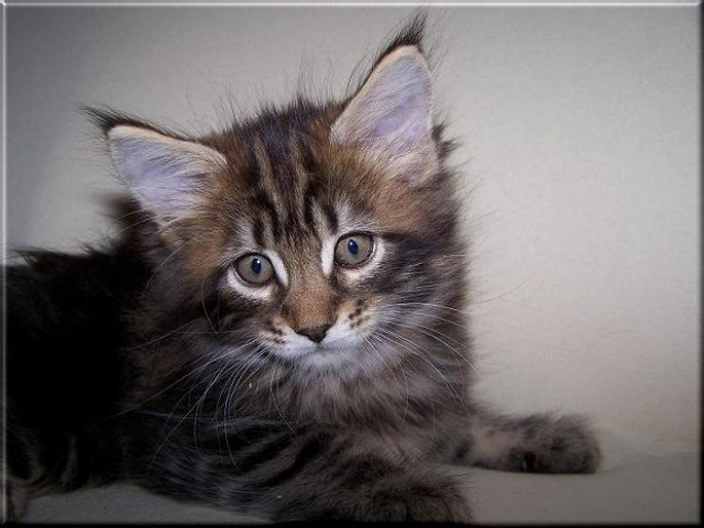 Maine Coon Babys!!! - Tiere - Köln