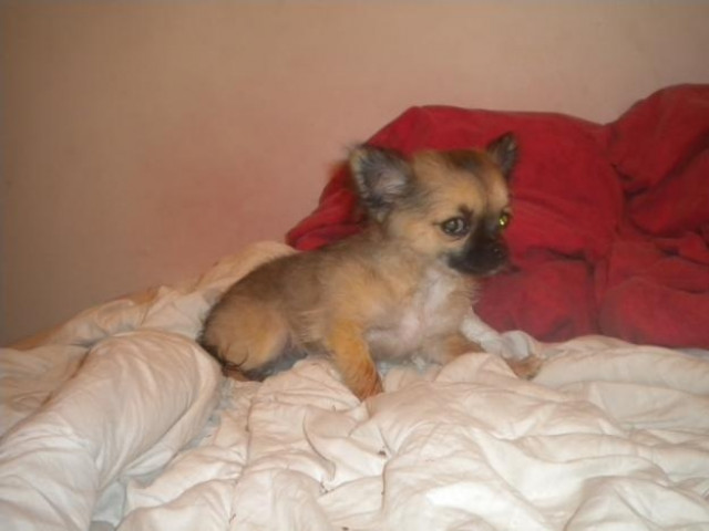 Biete meine vier Chihuahua Welpen 3 Monate. - Tiere - Creglingen