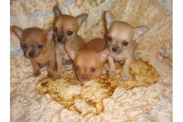 Teacup Chihuahua Welpen !! Absolute Minis-Zuckersssüüüßßß - Tiere - Hürth