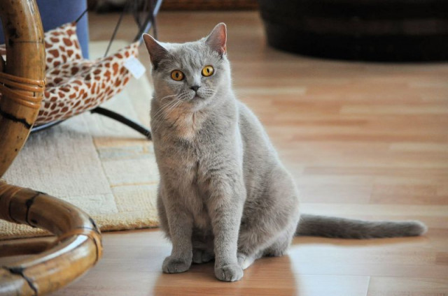 2 reizende Britisch Kurzhaar Katzen (BKH) - Tiere - Dietzhöztal