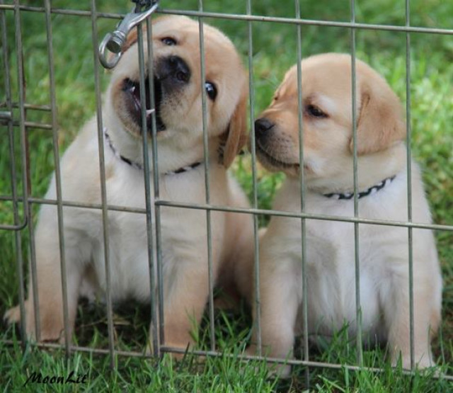 Entzückende Labrador Welpen für die Kapuze Häuser - Tiere - Köln