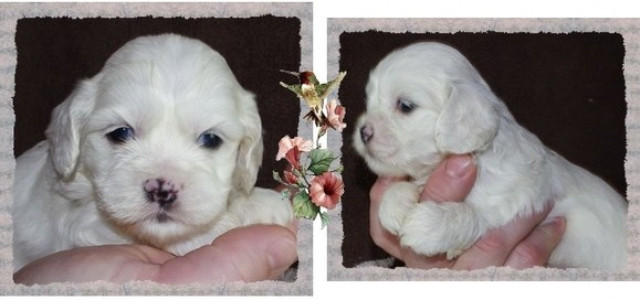 Ami Cocker Mix Welpen - Tiere - gießen