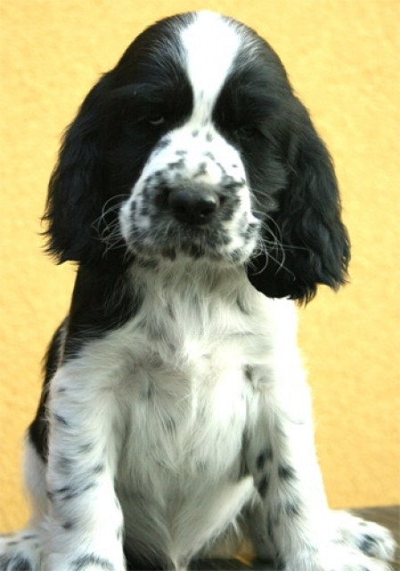 English Springer Spaniel attraktive Welpen mit Papiere  - Tiere - Chocen