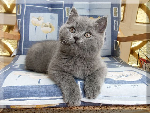 Britisch Kurz und Langhaarkatzen - Tiere - Neuenstein