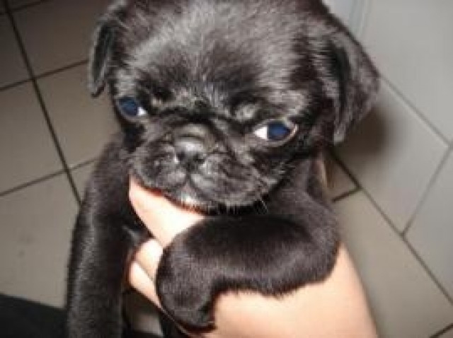 Mops Welpen SCHWARZ , gesund, freiatmend - Tiere -  Bochum