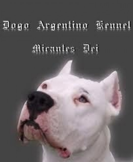 Suchen wir Dogo Argentino,Dogo Alano/Canario,Bullterier oder Cane Corso Platz vo - Tiere - Heidenheim an der brenz