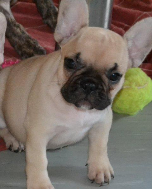 Französische Bulldoggen Mädchen mit Pap. dt Zucht - Tiere - frankfurt