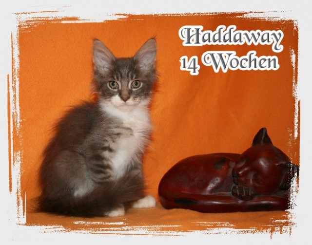 3 Maine Coon Katerchen suchen ab sofort ein liebes Zuhause... - Tiere - Kerpen