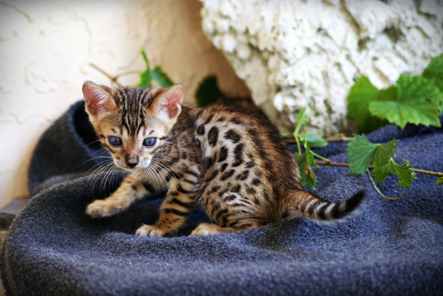 Bengalkitten mit Stammbaum, Minileoparden - Tiere - Nuremberg