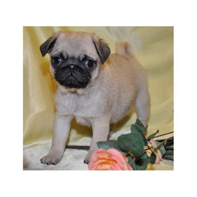 Reinrassige Mops Welpen suchen ein neues zu hause - Tiere - Wien