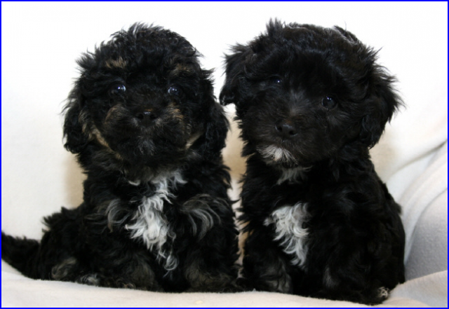 Bolonka Zwetna Welpen abzugeben-der ideale Familienhund ! - Tiere - leipzig