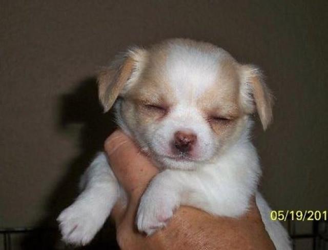 ! !Zwei wunderschöne  Chiwep-Rüden und Hündinnen.165 Euro    - Tiere -  Düsseldorf Benrath