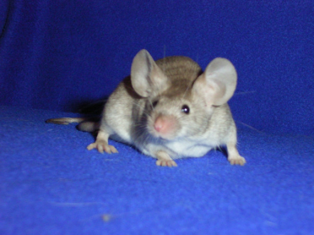 Farbmäuse aus gepflegter Hobbyzucht - Tiere - Leverkusen