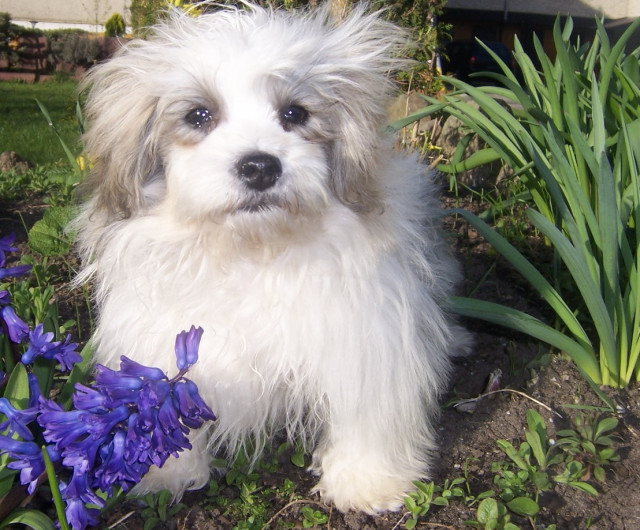 Kleiner süßer Malteser/Shih-Tzu Rüde - Tiere - Nennhausen