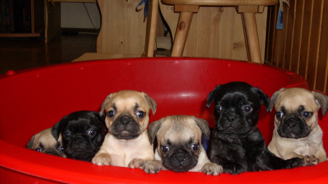 Französische Bulldogge -Mops Mix Welpen - Tiere - Niedersachswerfen