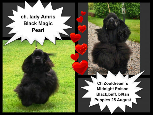 American cocker spaniel puppies - Tiere - Sundsvall Sweden