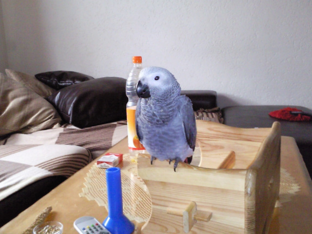 Graupapagei LEA - Tiere - Hamm